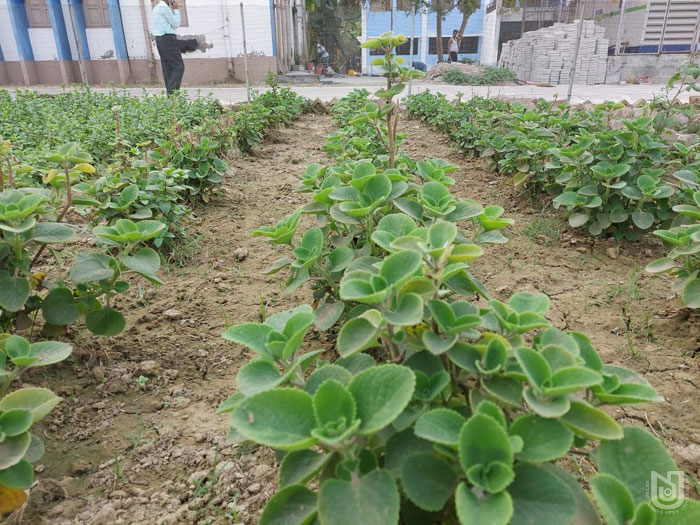 Herbal Plant Garden at Kalyani RC.